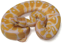 Lavender Albino Python